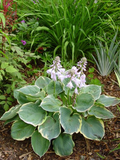 Hosta Pizzazz