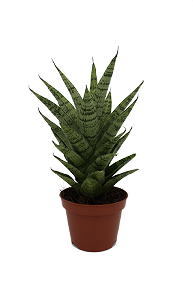 Sansevieria Hybrid Natural 10Cm Pot