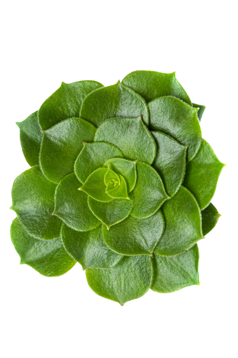 AEONIUM ROSA DE ALABASTRO