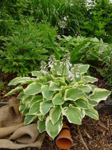 Hosta Tambourine