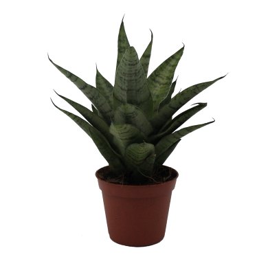 Sansevieria Hybrid Natural 8Cm Pot