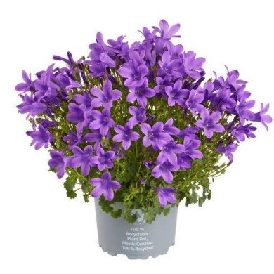 Campanula Ocean® Series