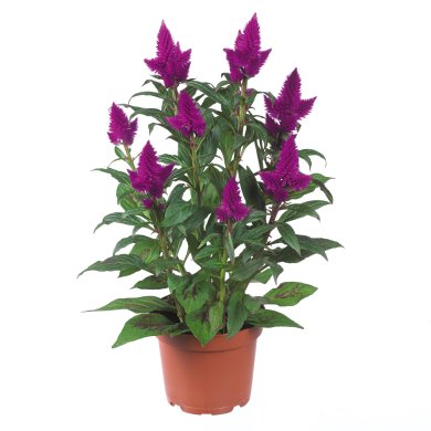 Celosia Spicata Deep Purple