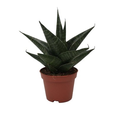 Sansevieria Hybrid Kabuto 6Cm Pot