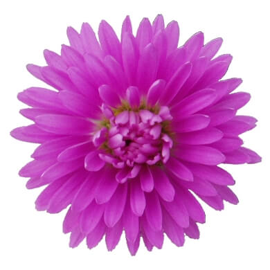 Aster Victoria Pinkfanny