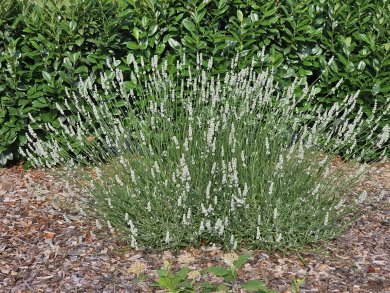 Lavandula Intermedia Exceptional PL