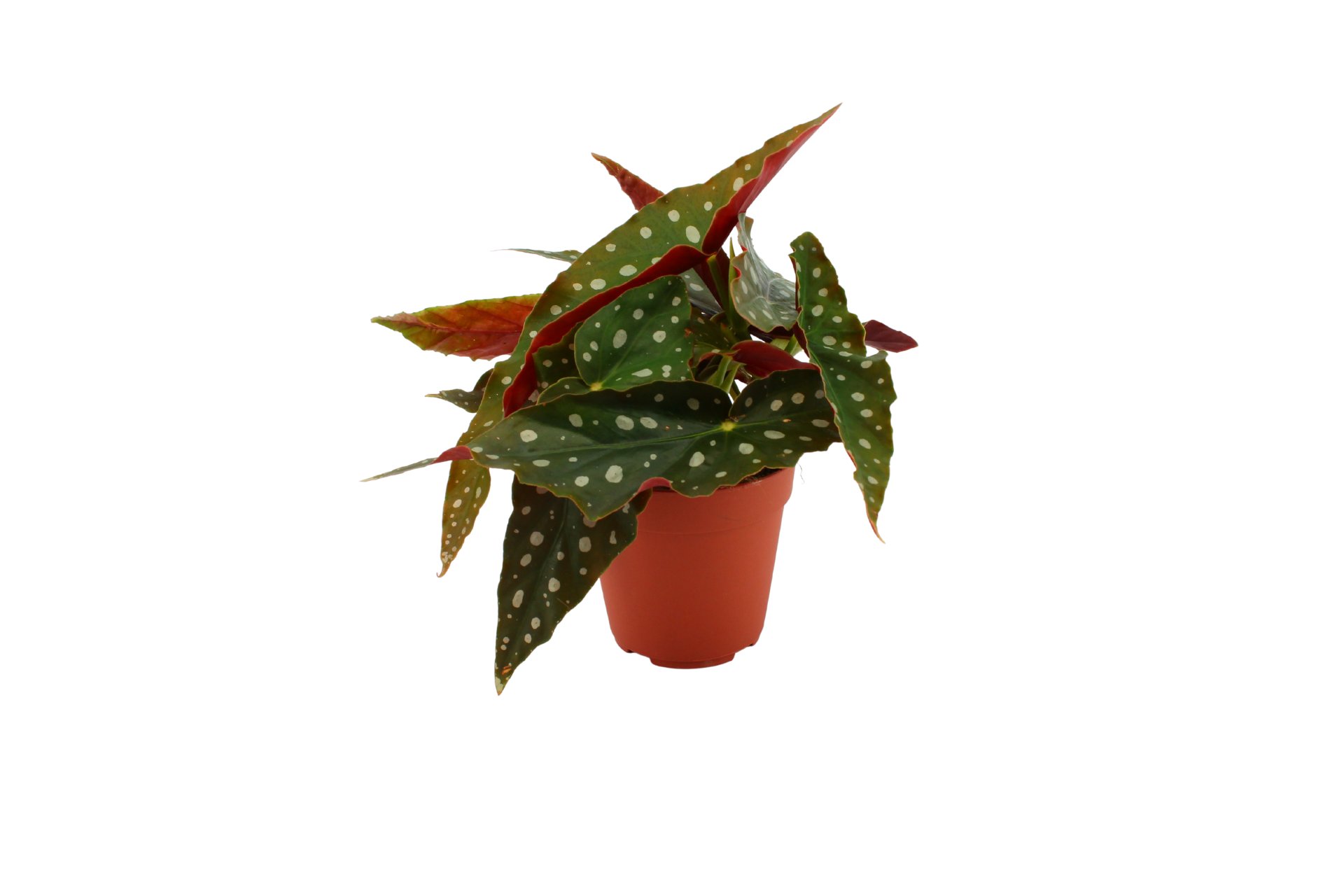 Begonia Maculata Polka Dot 15 Cm