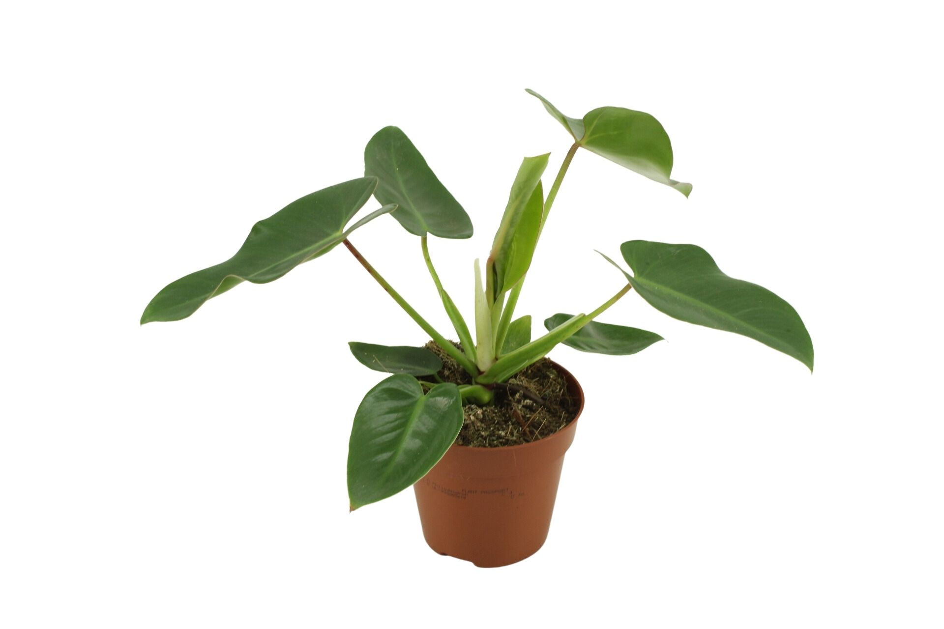 Philodendron Corcovadensis 12 Cm