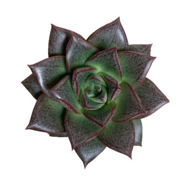 Echeveria Purpusorum