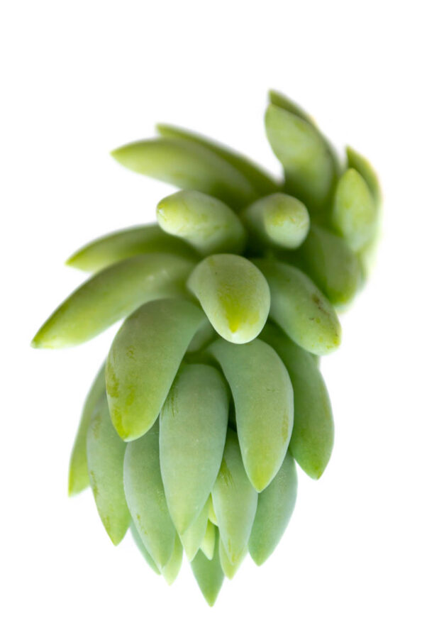 SEDUM MORGANIANUM DONKEY