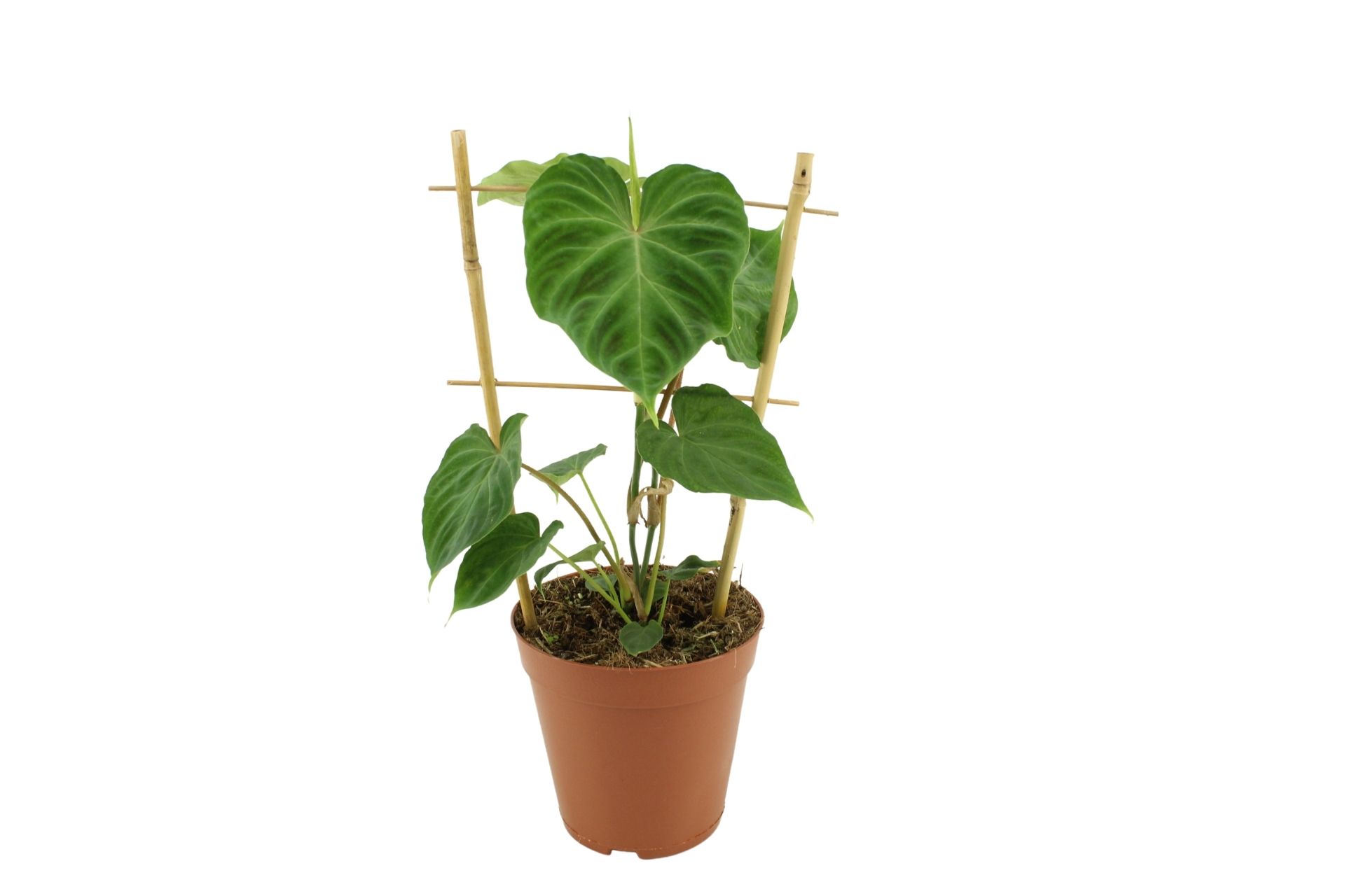 Philodendron Verrucosum El Choco Red 15 Cm