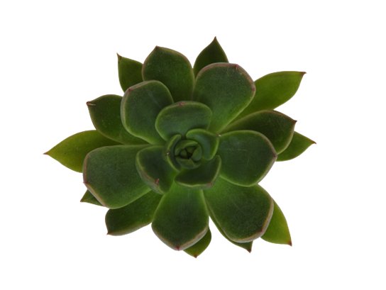 Echeveria Tatacao