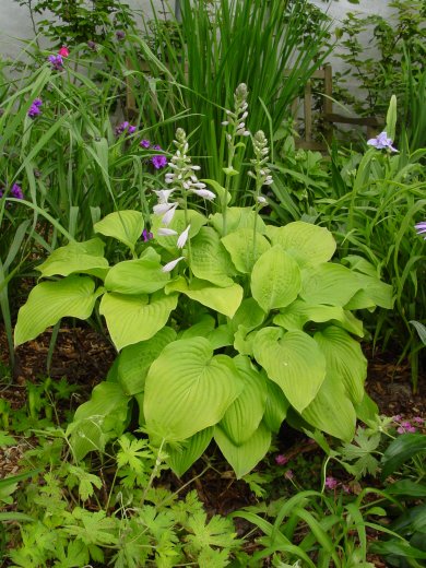 Hosta August Moon