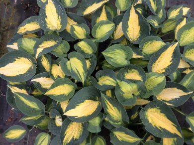 Hosta Smash Hit