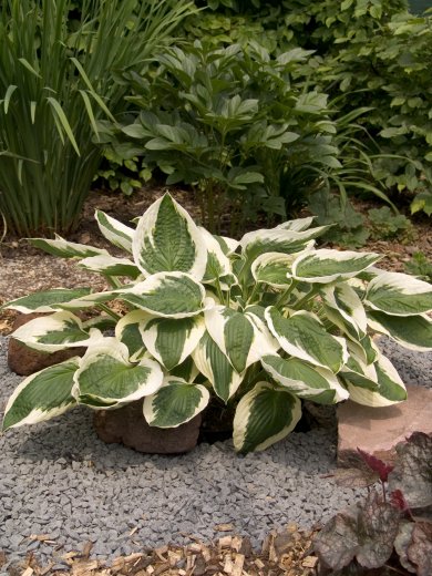 Hosta Patriot