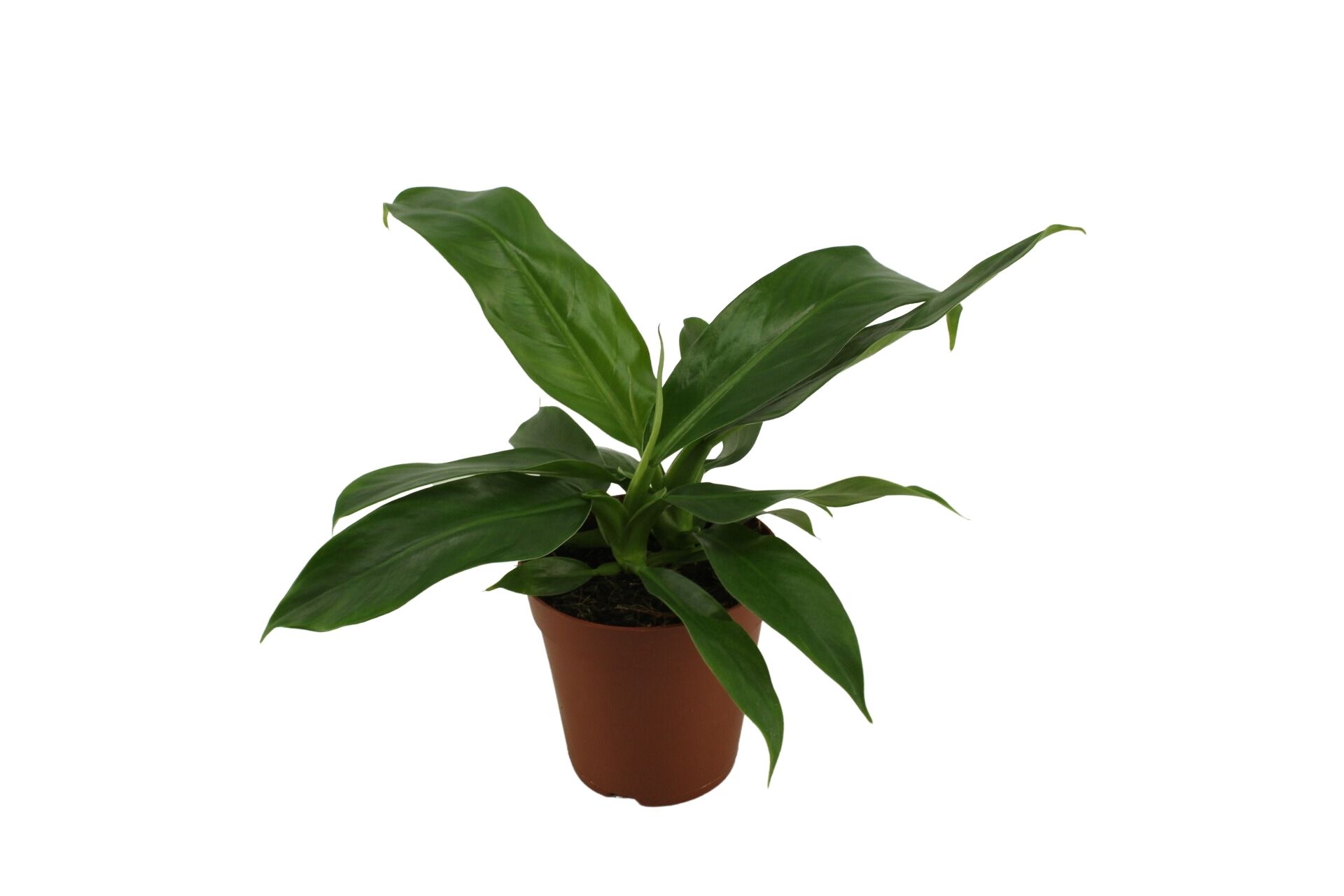 Philodendron Pendulatum 15 Cm