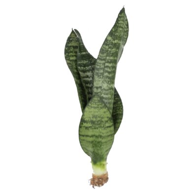 Sansevieria Robusta