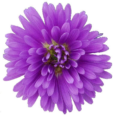 Aster Victoria Fanny