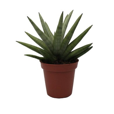 Sansevieria Silver Crown 12Cm Pot