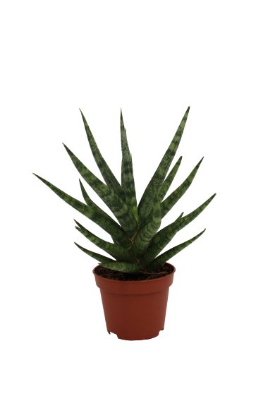 Sansevieria Torch Natural 6Cm Pot