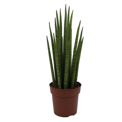 Sansevieria Bacularis Micado 12Cm Pot