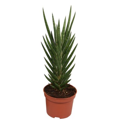 Sansevieria Francisii Spiky 10 Cm Pot