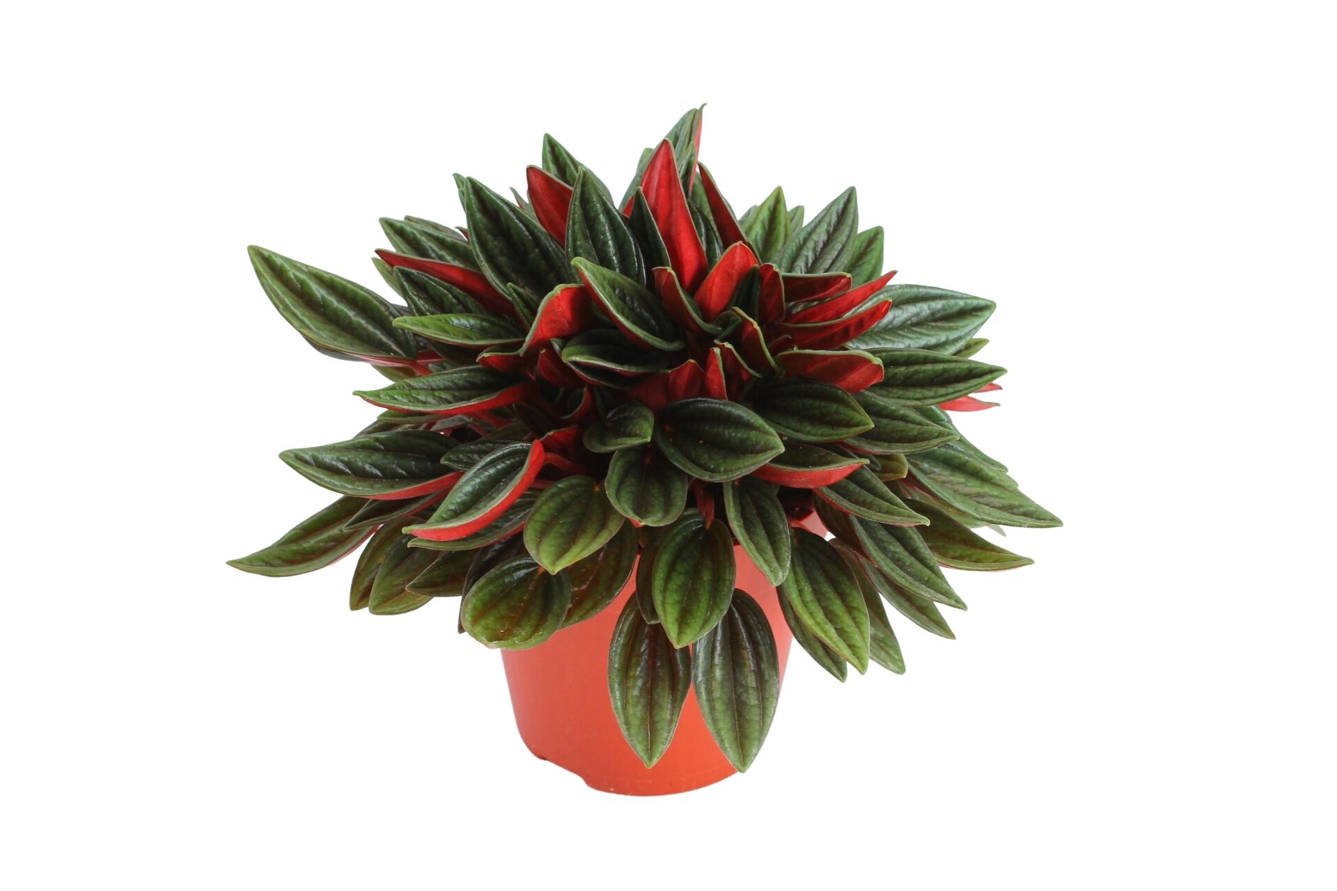 Peperomia Caperata Rosso (2020) 12 Cm