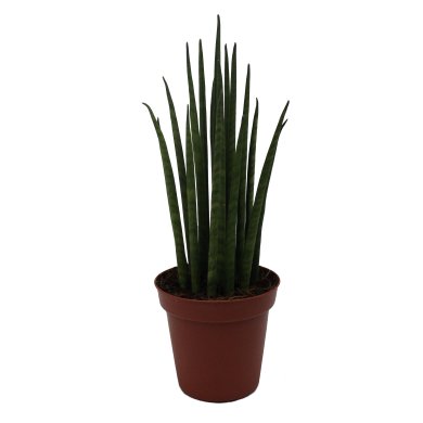 Sansevieria Bacularis Micado 10Cm Pot