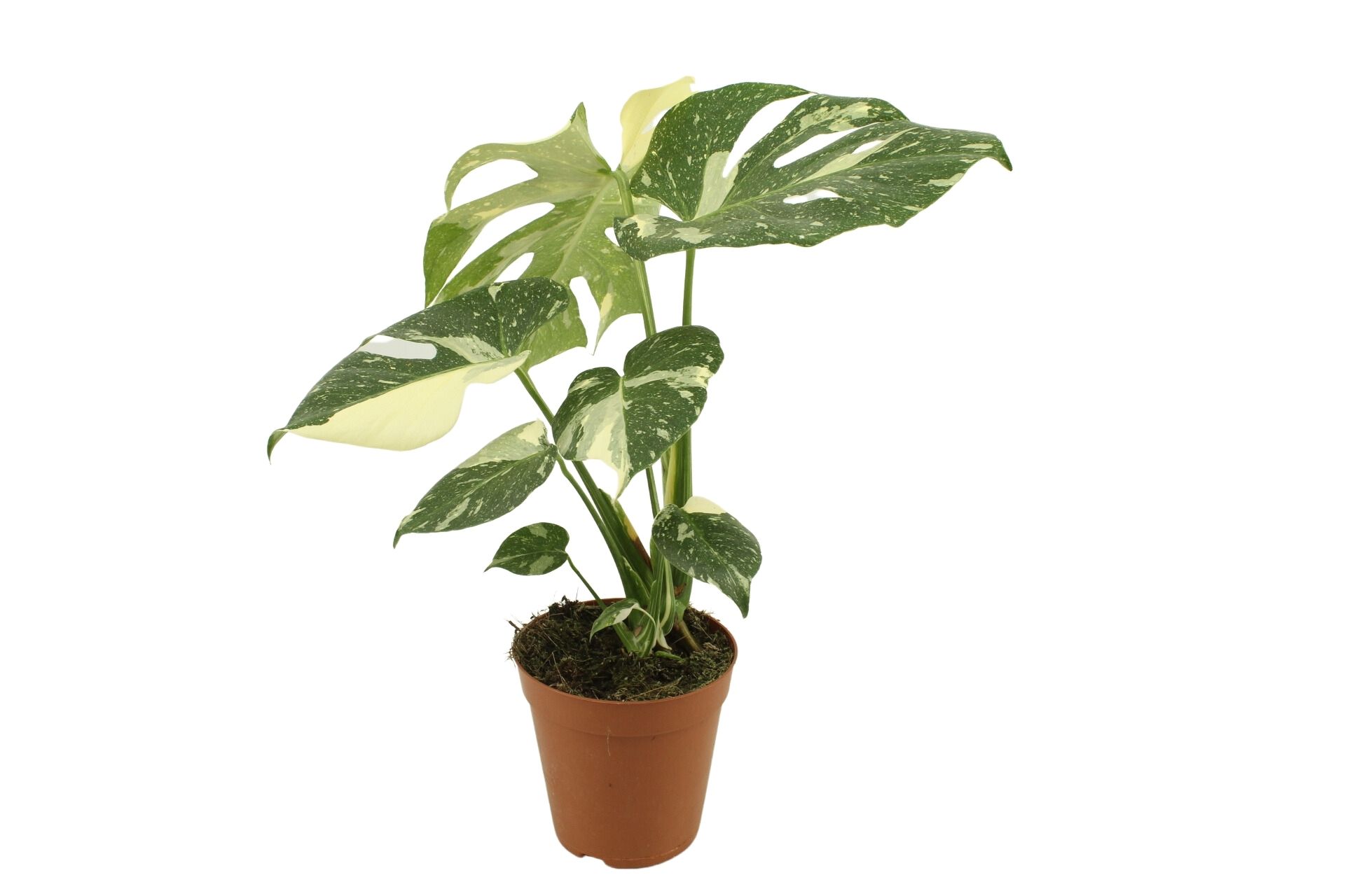 Monstera Thai Constellation 15 Cm