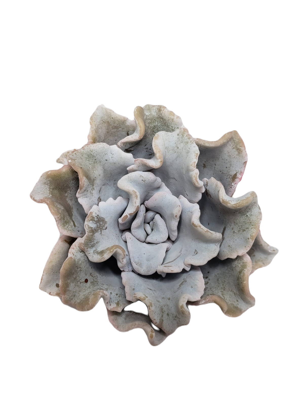 ECHEVERIA CRISPETE