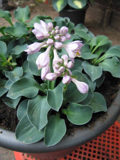 Hosta Blue Mouse Ears