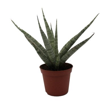 Sansevieria Icicle Natural 8Cm Pot