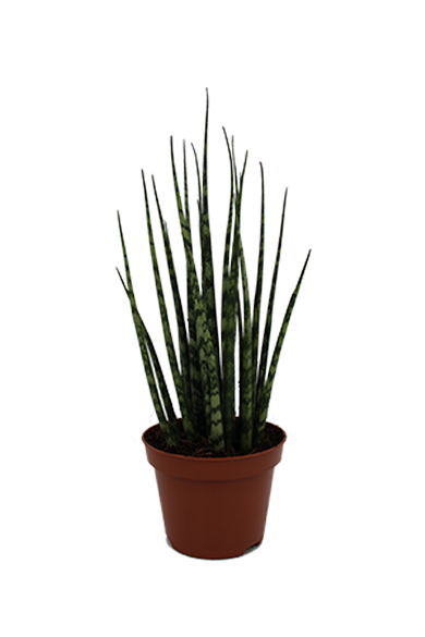 Sansevieria Fernwood Micado 10Cm Pot