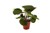 Begonia Masoniana Jungle (274902) 15 Cm
