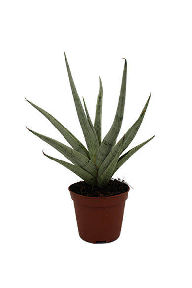 Sansevieria Tom Gracilis Natural 8Cm Pot