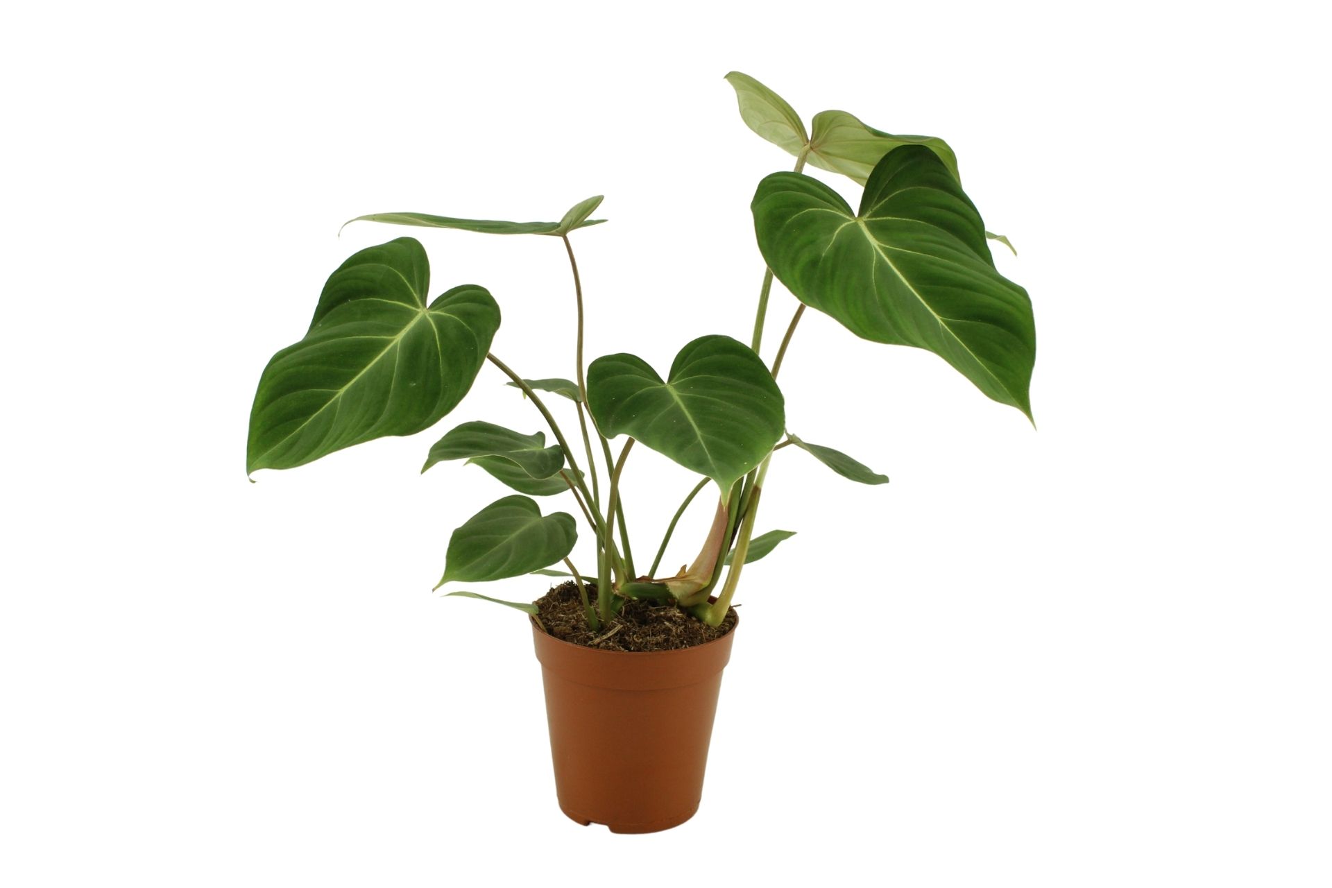 Philodendron Gloriosum 15 Cm