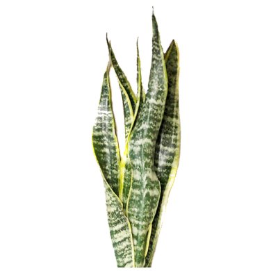 Sansevieria Laurentii