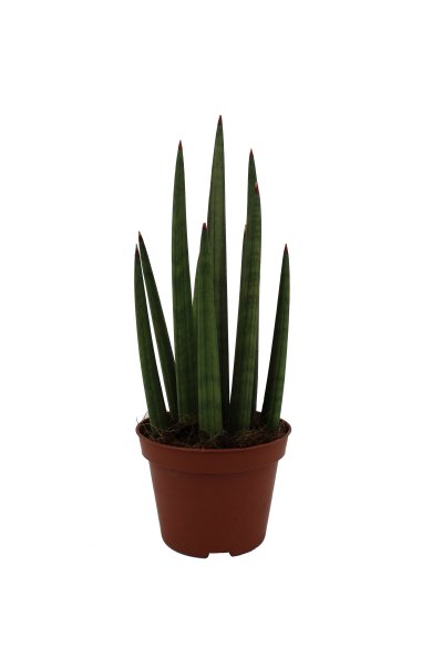 Sansevieria Bob Micado 10Cm Pot