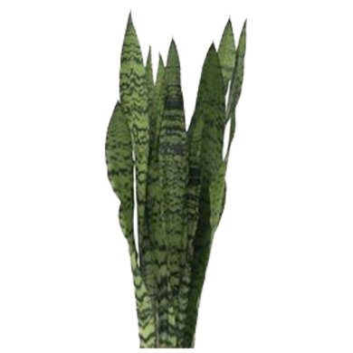 Sansevieria Zeylanica