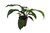 Philodendron Bipennifolium X P. Pedatum 69686 (200277) Line 2020