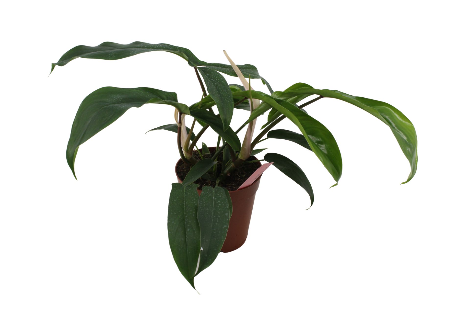 Philodendron Bipennifolium X P. Pedatum 69686 (200277) Line 2020