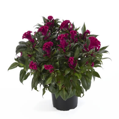 Celosia Hottopic Purple PL