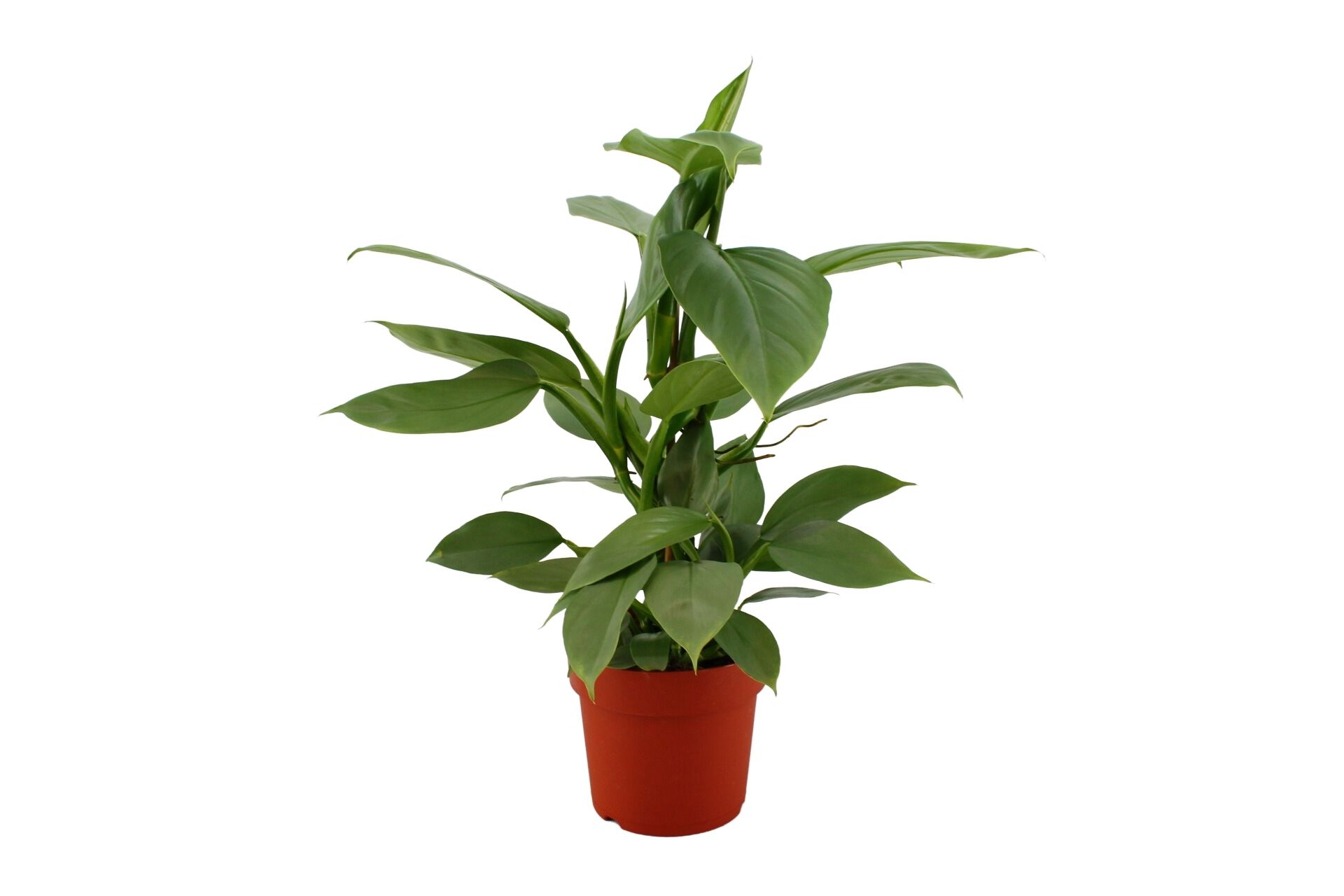 Philodendron Hastatum 17 Cm