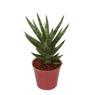 Sansevieria Francisii Spiky 6 Cm Pot